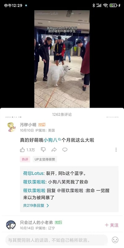 这是一张来自哔哩哔哩（B站）的竖屏手机屏幕截图，画面分为上下两部分，上半部分是B站用户“止痛药panadol”发布的日常视频片段，视频场景为火车站内，up主带着名为panadol的白色宠物狗下火车后，遇到一群中学生围观狗狗，视频字幕标注了该场景：“我和panadol下火车后 刚好碰到一群中学生”；下半部分是该视频的评论区，热评由用户“污秽小明”发布，原本想表达“小狗八个月就这么大啦”，却因B站的自动分词系统失误，被拆分为“真的好萌哦小狗八🐶个月就这么大啦”，将“八个月”错误拆成“小狗八”和“个月”，引发了搞笑效果。评论区其他用户也围绕这个失误展开互动，有用户调侃“裂开，阿b这个蓝字”，还有用户表示“小狗八笑死我了救命”，甚至有用户回复自己称“救命 一觉醒来以为被网暴了”，整个评论区充满趣味，该热评获得了1.3万点赞，还被up主点赞。