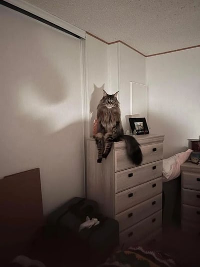 一只体型较大的缅因猫正优雅地坐在卧室的白色梳妆台上，目光警觉而威严地注视着镜头。猫咪拥有浓密的毛发，毛色为灰黑色虎斑纹，尾巴蓬松且自然下垂。梳妆台位于房间角落，上面摆放着一个黑色相框和一些小物件。房间整体为简约的白色调，墙壁和天花板干净整洁，右侧可见部分床铺和床头柜，营造出温馨居家的氛围。阳光从左侧窗户照射进来，在墙上形成柔和的光影效果，为整个场景增添了温暖感。