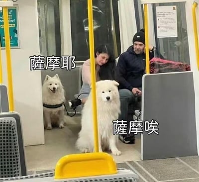这是一张在地铁车厢内拍摄的实拍图，画面中共有两只萨摩耶犬和两位乘客。左侧的萨摩耶嘴角上扬，神态看起来十分开心，配文“萨摩耶”，利用“耶”的谐音对应狗狗的愉悦情绪；右侧的萨摩耶眉眼耷拉，神情低落，配文“萨摩唉”，利用“唉”的谐音对应狗狗的沮丧情绪。通过谐音梗和两只狗狗的强烈情绪反差，制造出搞笑有趣的效果，生动展现了两只狗狗截然不同的状态，让人忍俊不禁。