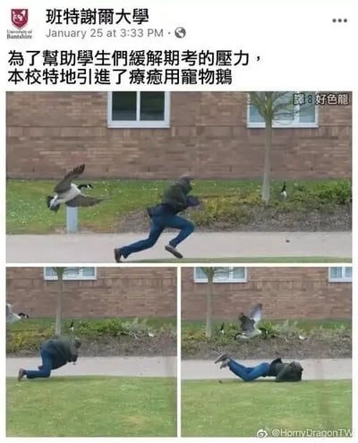 这是一张来自社交媒体的图文混排连环图，截图自Facebook上的“班特谢尔大学”账号发布内容，后被搬运至微博。上方文字宣称学校为缓解学生期考压力引进疗愈用宠物鹅，还配有注释“譯：好色龍”，玩了“鹅”和“好色”的谐音梗；下方三张连贯图片则呈现了完全相反的场景：一只加拿大黑雁朝着一名男子飞扑过去，男子慌忙逃跑，随后被绊倒在地，最终狼狈地趴在草地上，黑雁仍在其附近，形成了“疗愈宠物”实际是“攻击型鹅”的强烈反差，制造出搞笑效果。右下角的微博水印显示内容来自@HornyDragonTW，对应注释里的“好色龙”英文翻译。
