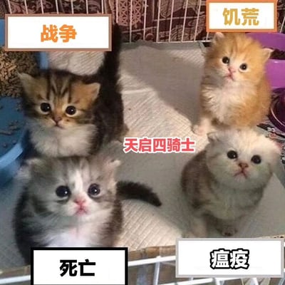 图片中四只可爱的小猫被放置在一个笼子内，周围分别标注了“战争”“饥荒”“死亡”“瘟疫”四个文字标签，中央则有“天启四骑士”的红色文字。通过将萌态十足的小猫与宗教中象征末日的“天启四骑士”概念结合，形成强烈的反差萌效果，营造出幽默搞笑的氛围。
