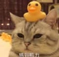 猫咪头顶小黄鸭玩具 表情无奈配文感到压力