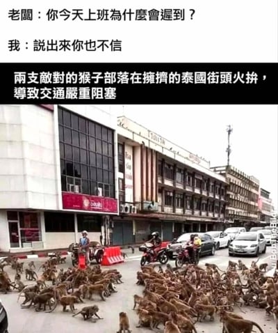 这是一张结合真实场景与搞笑对话的职场梗图。图中上方呈现老板与员工的对话：老板疑惑地询问员工上班迟到的原因，员工则无奈表示理由太过离谱“说出来你也不信”；下方文字揭晓迟到的原因是两支敌对的猴子部落在泰国街头火拼，导致交通严重阻塞，配图为泰国华富里府的街头实景——大量猴子占据了城市道路，路上的汽车、摩托和行人都被猴子挡住，交通完全停滞。整幅图以极其罕见、荒诞的事件作为迟到理由，制造出强烈的反差感和搞笑效果，用来调侃职场中员工为迟到寻找奇葩借口的趣味场景，同时也展现了泰国华富里独特的“猴子围城”的真实状况。