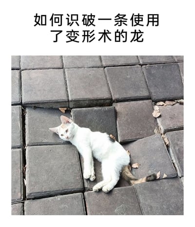 这是一张充满脑洞的搞笑梗图，采用图文结合的形式呈现。上方配有文字“如何识破一条使用了变形术的龙”，下方是一张真实的猫咪照片：一只白棕相间的小猫侧躺在方形地砖的缝隙中，四肢放松地摊开，尾巴搭在旁边的地砖上，一脸无辜地看向镜头。借助地砖缝隙的视觉效果，小猫的姿势仿佛是体型庞大的生物“卡”在了狭小的缝隙里，结合上方的配文，玩出了“这只小猫其实是使用变形术伪装的龙，因为原本体型过大，即使变形成猫也露出了卡进缝隙的破绽”的搞笑脑洞，用奇幻设定和现实场景的反差制造趣味。