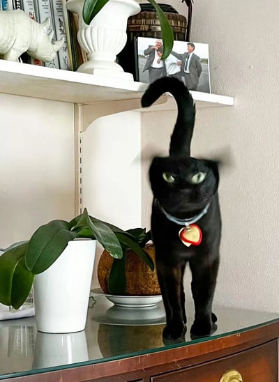 一只戴着心形项圈的黑猫站在玻璃面梳妆台上，表情因快速移动而模糊，眼神锐利，背景是摆放着绿植、书籍和家庭照片的室内环境。猫的姿态显得警觉而专注，与周围温馨的家居氛围形成有趣对比。