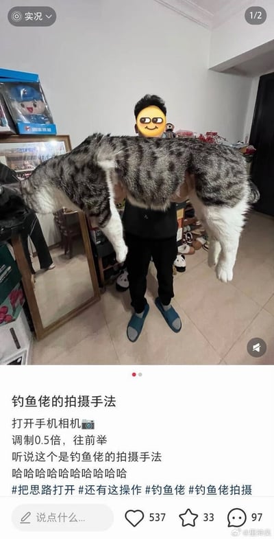 整张图为社交媒体内容截图，分为上下两部分：上半部分是室内实拍场景，一名身着黑衣蓝拖鞋的男子站在房间中，面部被戴墨镜的坏笑小黄脸emoji遮挡，他双手横举着一只虎斑加白的家猫，拍摄者使用0.5倍广角镜头近距离拍摄，让镜头前的猫看起来体型异常修长，长度几乎横跨了男子的整个上半身，形成了猫体型超大的视觉错觉；下半部分是配文区域，文字介绍了该拍摄方法是钓鱼爱好者常用的拍鱼显大的技巧，还附带了相关话题标签，界面底部显示该内容获得537个赞、33次收藏、97条评论。