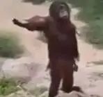 野生动物摄影
