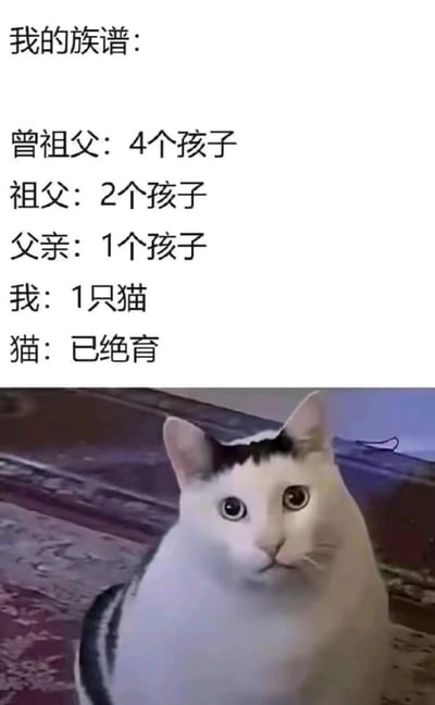 这张梗图通过幽默的文字和猫咪图片，呈现了一个“递减式族谱”：曾祖父有4个孩子，祖父2个，父亲1个，到“我”这里变成了1只猫，而猫已绝育，以夸张手法调侃家族延续的“终结”。图片下方是一只黑白相间的猫咪，头部有黑色斑块，正睁着圆溜溜的大眼睛抬头看，表情无辜又带点困惑，与上方文字形成趣味呼应，增强了喜剧效果。