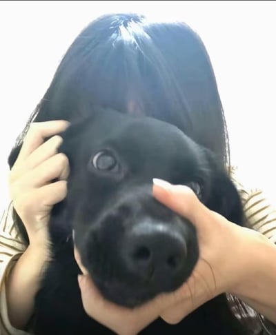 这是一张充满趣味的视觉错位照片：将人的黑色长发放置在黑色小狗的头部后方，搭配双手扶着小狗脸颊的动作，营造出小狗长了一头长发的搞笑错觉。小狗睁着圆溜溜的眼睛，表情懵圈又呆萌，画面充满搞怪感，没有双关或谐音梗。