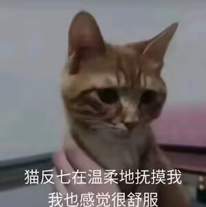 图中是一只表情慵懒放松的橘色猫咪，正被人用手温柔抚摸，下方配有文字“猫反七在温柔地抚摸我 我也感觉很舒服”，以拟人化的视角表达出被温柔对待时的舒适惬意，整体氛围温馨治愈，适合用来传递放松、愉悦的心情。