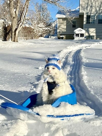 冬日的雪地里，一只雪白的长毛猫戴着蓝白条纹的针织帽，穿着深色 harness，安静地坐在蓝色的雪橇上。雪橇停在被白雪覆盖的院子里，背景是带有积雪屋顶的房屋和挂满白雪的树木，阳光明媚，整个场景温馨而可爱。