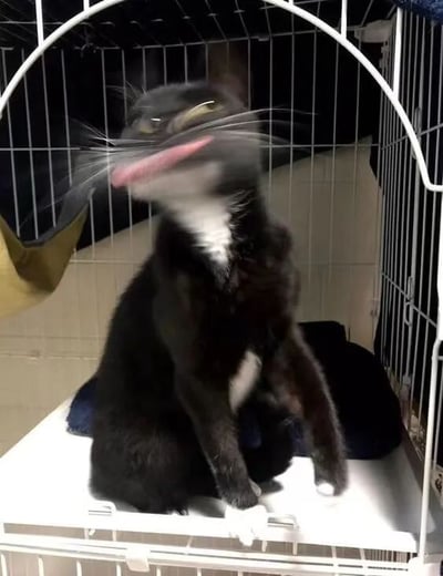 一只黑白相间的猫咪坐在白色金属笼子里，身体大部分为黑色，胸部和爪子为白色。猫咪正歪着头，伸出粉红色的舌头，表情看起来非常滑稽搞笑，像是在做鬼脸。笼子内有一个黄色的猫窝，背景是浅色的墙壁。这张照片捕捉到了猫咪非常生动有趣的瞬间，让人忍不住发笑。