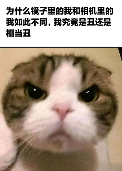 图片上方是黑色加粗文字：'为什么镜子里的我和相机里的我如此不同，我究竟是丑还是相当丑'，下方是一张近距离拍摄的猫脸特写，猫咪眼神直视前方，表情略带困惑和严肃，仿佛在思考文字中的问题。整体通过猫咪的表情与文字内容结合，幽默地表达了人们对镜中自我与相机成像差异的外貌焦虑和自嘲。