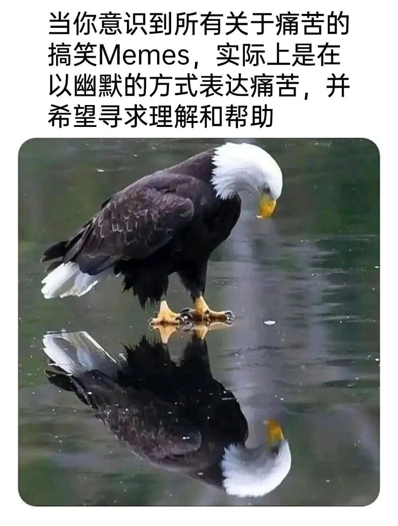 白头海雕