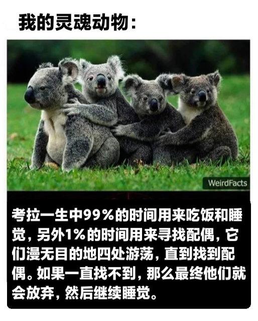 考拉