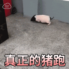 真正的猪跑：小香猪灵活转弯名场面