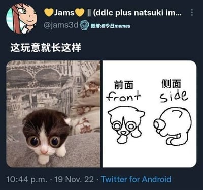 左侧为一只趴在灰色表面上的小猫照片，小猫有着超大的圆眼睛，表情呆萌，背景有模糊的建筑图案；右侧为两张简笔画，分别标注“前面 front”和“侧面 side”，前面视图是圆形脸配大眼睛的卡通形象，侧面视图是圆形轮廓带小突起的简洁造型。上方配有文字“这玩意就长这样”，通过真实猫咪的可爱外形与简笔画的抽象简化形成幽默对比，突出猫咪圆润可爱的特征。