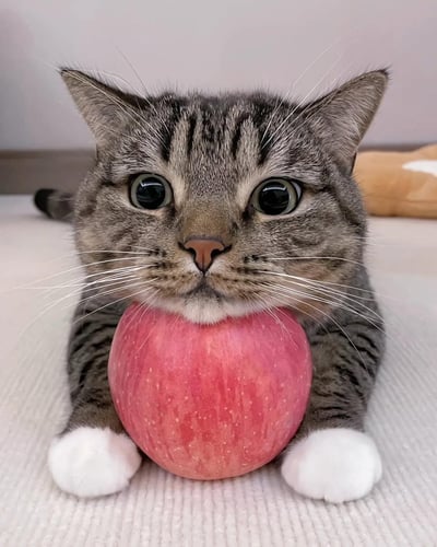一只虎斑猫趴在白色纹理的表面上，前爪紧紧抱着一个圆润的大红苹果，苹果顶部被猫咪的嘴巴轻轻含住，眼睛瞪得又大又圆，露出既惊讶又好奇的神情。猫咪的耳朵直立，胡须清晰可见，白色的爪子与红色苹果形成鲜明对比。背景中隐约可见一个模糊的棕色毛绒玩具，整体画面简洁温馨，猫咪的可爱姿态和生动表情是视觉焦点。