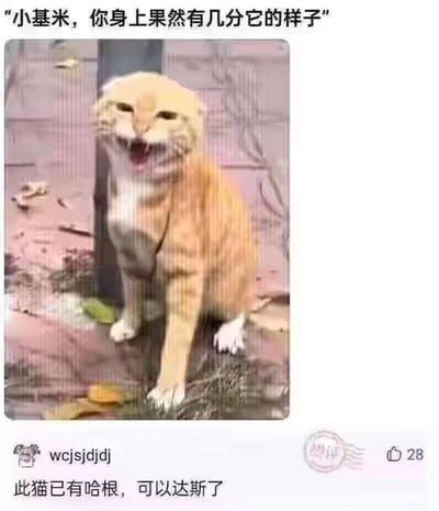 这是一张社交媒体流传的搞笑P图梗图，图中的橘猫被替换了类似沙猫的怪异脸部，上方配文“小基米，你身上果然有几分它的样子”，下方网友评论“此猫已有哈根，可以达斯了”，玩的是知名冰淇淋品牌“哈根达斯”的谐音梗，将品牌名拆分为“哈根”和“达斯”，调侃这只猫具备了对应的特质，整体内容诙谐有趣，通过视觉P图和文字玩梗结合制造笑点。
谐音梗说明：评论中的“已有哈根，可以达斯”是拆分“哈根达斯”的品牌名称进行的谐音创作，结合猫的形象制造出无厘头的搞笑效果。