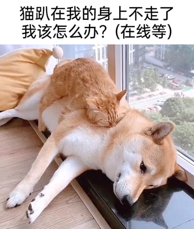 这是一张充满趣味的宠物日常照片，拍摄于室内窗边区域。画面中，一只浅棕色柴犬侧躺在木质地板上，它眼神低垂，表情看起来无奈又生无可恋，一只橘色的猫咪正蜷缩着身体，趴在柴犬的脖颈位置，闭眼熟睡，神态十分安稳。图片上方以柴犬的视角配上了文字“猫趴在我的身上不走了我该怎么办？(在线等)”，用拟人化的方式为画面增添了搞笑氛围，生动展现了宠物间温馨又有趣的互动瞬间，让人感受到宠物相处的治愈感。