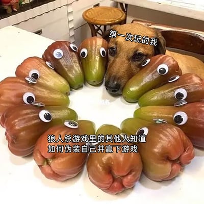 这是一张创意搞笑梗图，将第一次玩狼人杀的新手拟人化为图中眼神懵懂茫然的狗狗，狗狗趴在桌边，头部凑在一圈贴了活动眼睛的莲雾中间；这些贴了眼睛的莲雾则代表狼人杀里的其他熟练玩家。图中配文“第一次玩的我”标注在狗狗上方，下方配文“狼人杀游戏里的其他人知道如何伪装自己并赢下游戏”，生动地刻画出新手在狼人杀游戏中，面对其他熟练掌握伪装技巧的玩家时，那种手足无措、格格不入的窘迫状态，通过真实拍摄的动物与拟人化的水果结合，放大了新手游戏体验的尴尬感，十分贴合多数人初次接触狼人杀时的感受。