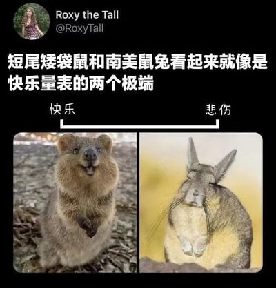 社交媒体帖子截图，上方显示用户Roxy the Tall的头像和用户名，正文文字为“短尾矮袋鼠和南美鼠兔看起来就像是快乐量表的两个极端”。下方是左右对比图：左侧为短尾矮袋鼠，它站立在地面上，毛发蓬松，嘴巴张开露出牙齿，表情看起来十分开心，上方标注“快乐”；右侧为南美鼠兔，身体圆润，耳朵下垂，眼神低垂，表情显得悲伤，上方标注“悲伤”。通过两种动物截然不同的表情形成鲜明对比，幽默地展现快乐与悲伤的极端状态。