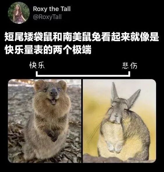 短尾矮袋鼠