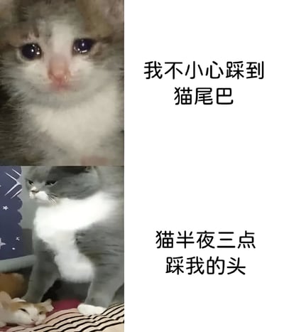 这是一张竖版多图拼接的图文混排图片，分为上下两部分。上半部分是一只灰白猫的特写，它有着大大的圆眼睛，眼神看起来无辜又委屈，旁边配有文字“我不小心踩到猫尾巴”。下半部分是另一只灰白相间的猫，它正直挺挺地坐在床上，表情略显冷漠，旁边文字写着“猫半夜三点踩我的头”。图片通过对比主人不小心踩到猫尾巴和猫半夜“复仇”踩主人头的场景，幽默地展现了宠物与主人之间有趣的互动日常。