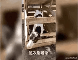 这是一段动态GIF，画面中一只黑白花色的小牛被卡在木质栅栏的缝隙中，只露出脑袋和部分身子，下方配有字幕“这次别着急”，用动物的可爱窘境搭配安抚文字，以诙谐温和的方式传递劝人放慢节奏、不要急躁的情绪，适合用来安抚他人或表达自己的从容心态。图中无谐音梗、双关等特殊表意。