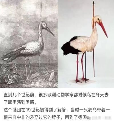 图片为左右对比结构，左侧是黑白历史插画，描绘一只鹳鸟站在自然景观中，脖子被一根长矛贯穿；右侧是彩色标本照片，展示同姿态的鹳鸟标本，长矛从颈部穿过，背景为纯白色。下方配有文字说明：几个世纪前欧洲动物学家对候鸟冬季去向困惑，19世纪初一只带中非长矛的鹳鸟返回德国，解开迁徙谜团。