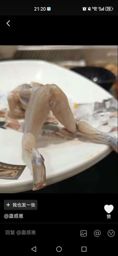 这是一张社交媒体平台的截图，画面主体是一盘处理好的牛蛙肉，被人为摆放成类似人类放松坐姿的造型，其中一只牛蛙腿搭在白色餐盘的边缘，仿佛是“坐着”把腿搭在外面，给原本普通的食材赋予了拟人化的趣味效果，造型十分滑稽搞笑，充满反差感。截图下方是社交平台的操作界面，显示发布者账号为@蛊惑崽，还有评论、点赞、发布图片等功能按钮。