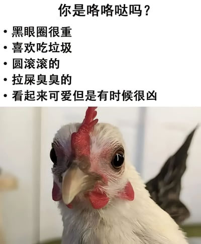 图片上半部分为黑色文字列表，标题为“你是咯咯哒吗？”，下方列出五个特征：“黑眼圈很重”“喜欢吃垃圾”“圆滚滚的”“拉屎臭臭的”“看起来可爱但是有时候很凶”。下半部分是一只白色鸡的头部特写照片，鸡有着红色的鸡冠和肉垂，黑色的眼睛直视镜头，表情略带严肃。整体通过文字特征与鸡的形象关联，形成幽默对比（“咯咯哒”为鸡叫声的拟声词）。