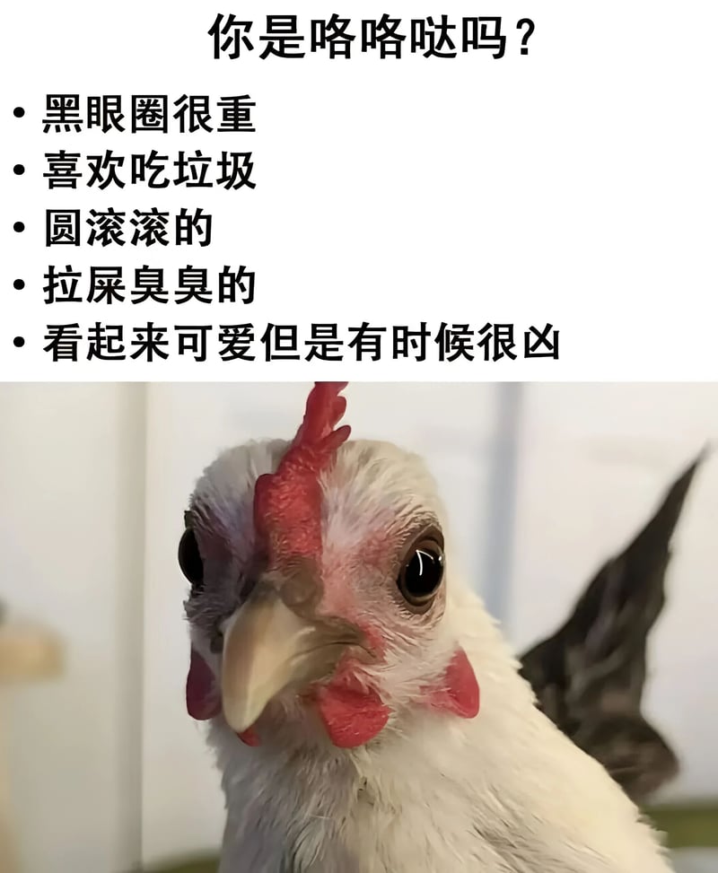 鸡