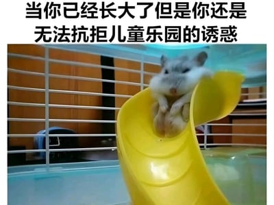 这是一张图文结合的趣味宠物图片，上方配有黑色简体中文文字：“当你已经长大了但是你还是无法抗拒儿童乐园的诱惑”。画面主体是一只灰白色的仓鼠，正惬意地趴在一个黄色的迷你滑梯上，四肢蜷缩在身前，神态放松，仿佛在享受这个属于自己的“儿童乐园”。图片通过将仓鼠的行为拟人化，生动地表现出成年人即使长大，内心依然保留着对童趣事物的喜爱与向往，用可爱的宠物场景引发观者的共鸣，整体风格温馨又搞笑，充满治愈感。