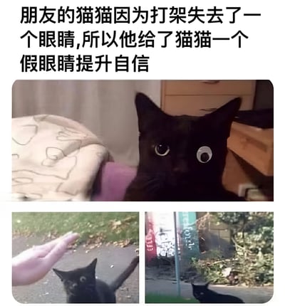 这张梗图由三张图片组成，上方是一只黑猫的特写，它的一只眼睛被P成了一个巨大的、圆形的、带有明显卡通风格的假眼睛。下方左侧是这只猫在户外抬头看一只伸出的手，右侧是这只猫在街道旁的场景。图片上方配有文字说明：'朋友的猫猫因为打架失去了一个眼睛,所以他给了猫猫一个假眼睛提升自信'，通过夸张的假眼睛P图效果制造幽默。