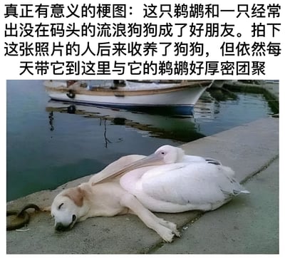 图片上方配有文字说明，讲述一只鹈鹕与码头流浪狗成为好朋友的暖心故事：拍下照片的人收养狗狗后，仍每天带它来码头与鹈鹕团聚。下方照片中，白色鹈鹕趴在浅黄色流浪狗身上，二者一同安详地躺在码头的水泥地面上，背景是停泊的船只和平静的水面，画面温馨治愈。