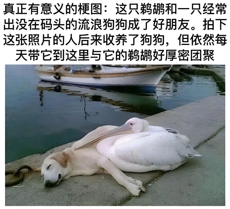 鹈鹕