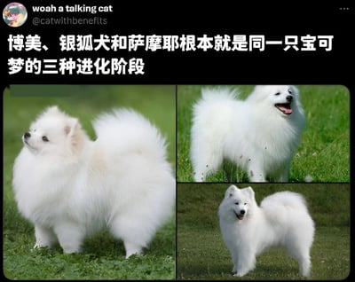 这张梗图通过将三种外貌相似的白色犬种（博美、银狐犬和萨摩耶）并排放置，幽默地提出它们是同一只宝可梦的三种进化阶段的创意。图片采用2x2网格布局展示了三只狗狗，利用它们体型逐渐变大、毛发逐渐丰满的特点，类比宝可梦系列中常见的进化设定，制造出有趣的视觉联想。