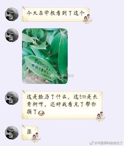 这是一段来自微博的聊天记录截图，内容充满搞笑反差感：发布者先是在学校里发现一片树叶，上面写着匿名者的失恋誓言“等这片叶子落了 我就不等你了 —2021.11.21”，带着伤感的等待氛围；随后发布者认出这是长青树的叶子，这类树木的叶子不会轻易自然掉落，于是调侃地表示自己帮忙摘下了这片叶子，用一种接地气的方式“终结”了这份遥遥无期的等待，将原本的伤感瞬间转化为搞笑的趣事。