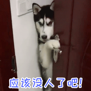 哈士奇扒门偷看：应该没人了吧！