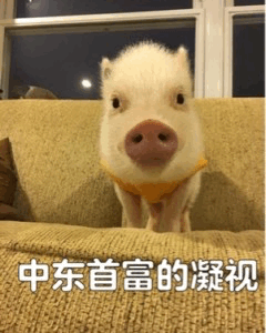 一只穿着橙色背心的白色宠物猪站在米色沙发上，背景是夜晚的窗户。图片底部配有文字“中东首富的凝视”，通过将可爱的宠物猪与“中东首富”这一具有反差感的身份结合，营造出幽默搞笑的效果。