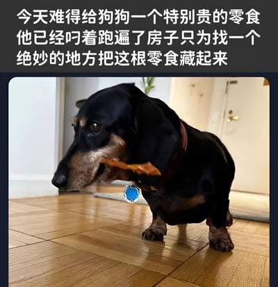 图片展示了一只黑色和棕色相间的腊肠犬，嘴里叼着一根零食，站在木地板上。狗狗表情专注，似乎正在寻找一个合适的地方藏起它的珍贵零食。图片上方配有文字说明：'今天难得给狗狗一个特别贵的零食 他已经叼着跑遍了房子只为找一个绝妙的地方把这根零食藏起来'，生动描述了狗狗的可爱行为。