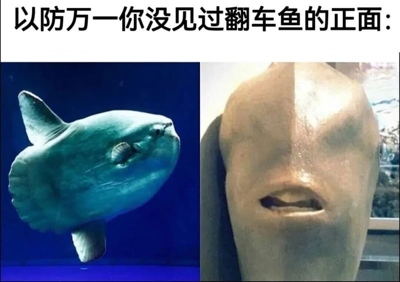翻车鱼