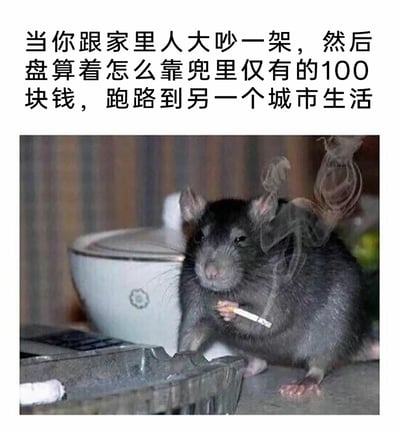 这是一张贴合年轻人生活情绪的搞笑梗图，图上方的配文描述了和家人大吵一架后，兜里仅有100块钱却盘算着跑路到另一个城市生活的窘迫心境；图中是经过P图改编的老鼠照片，一只灰黑色老鼠神态惆怅，两只爪子夹着一支点燃的烟，烟雾缭绕，它坐在桌面，旁边有烟灰缸和带花纹的容器，拟人化的动作与神态完美契合了文字所描述的发愁、无奈又强装镇定盘算的状态，用动物形象放大了这种窘迫又有点好笑的丧感，很容易让有类似经历的人产生共鸣。