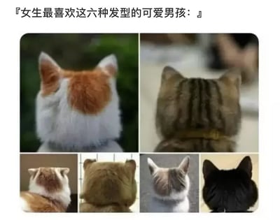 这张图是一张拼贴搞笑梗图，内容为六只不同猫的背影（后脑勺/后脑勺毛发造型），配合上方标题“女生最喜欢这六种发型的可爱男孩”，用调侃的方式把小猫的头当作男孩的“发型”，与大众对于帅哥型男发型图鉴进行幽默对比。整体气氛轻松搞笑，充满反差萌，既有人宠图的可爱，也含有拟人化与“女生审美趣味”吐槽属性。

本梗图有明显双关与拟人化：实际上所展示的是猫的头与毛发，而借用“男孩发型”话题进行调侃，形成视觉与语义的反差，以及网络流行的“猫即男友”“猫即一切”亚文化梗。