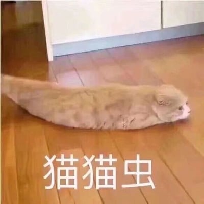 这是一张经过P图改编的静态趣味图片，图中的猫咪原本是正常的宠物猫，被网友通过P图手段将身体修改为极度扁平、拉长的形态，趴在室内的木质地板上，看起来就像是一条“虫子”，图片底部配有白色的文字“猫猫虫”，将猫咪和虫子的形象结合，用夸张的方式放大了猫咪柔软可以摊平的特点，创造出新奇又搞笑的“猫猫虫”形象，充满萌感和趣味性，用来调侃猫咪的柔软体态，属于网络上流行的宠物趣味改图。
