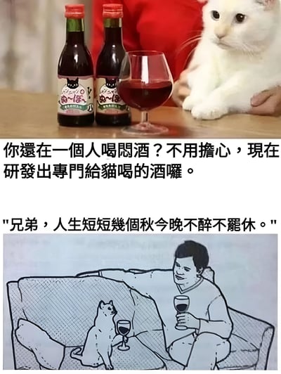 图片分为上下两部分。上半部分展示了两瓶带有猫咪图案标签的深红色液体饮料（疑似猫酒），旁边放着一个装有红色液体的高脚杯，一只白色猫咪趴在桌子上，眼神平静地看向镜头。下方配有文字：“你還在一個人喝悶酒？不用擔心，現在研發出專門給貓喝的酒囉。” 下半部分是一幅线稿风格的漫画，描绘了一个人和一只猫坐在沙发上，各自手持高脚杯，似乎在碰杯。漫画上方配有文字：“兄弟，人生短短幾個秋今晚不醉不罷休。” 整体通过真实产品照片与幽默漫画结合，营造出猫咪陪主人饮酒的搞笑场景。