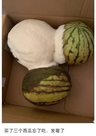 这张图显示了三个西瓜长期遗忘后挤在一起发霉变质，白色的霉菌包裹了西瓜，看起来滑稽又有点恶心。由于三个西瓜紧密堆叠并发霉后连成“奇怪的形状”，让人一眼难忘，并带有一种奇特的视觉冲击力和幽默效果。

**双关/暗示说明**：三个西瓜黏成一团和不规则霉变形状，有一定视觉上的谐音梗或者暗示。“三个球连在一起”的外形让人容易联想到搞笑元素甚至低俗联想。
