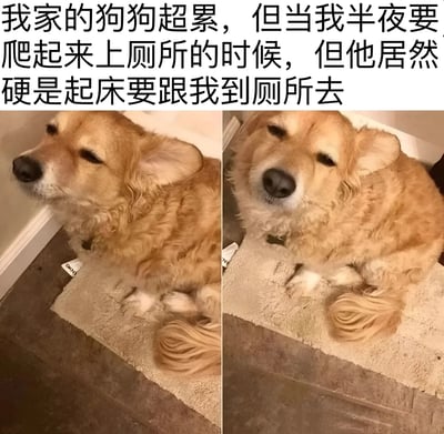 图片为左右两格拼接的真实宠物照片，上方配有文字描述：“我家的狗狗超累，但当我半夜要爬起来上厕所的时候，但他居然硬是起床要跟我到厕所去”。左侧图片中，一只棕色卷毛狗狗趴在浴室门口的浅色地垫上，耳朵耷拉，眼睛半眯，露出明显的困倦表情；右侧图片中，狗狗姿势略有调整，头部微微抬起，尾巴卷曲在身侧，依旧带着疲惫却坚持陪伴的神态，展现了宠物对主人的忠诚与依赖。