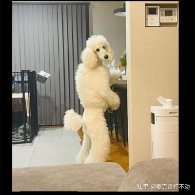 这是一张室内居家场景的真实拍摄照片，一只白色的巨型贵宾犬以后腿直立的姿态站着，两只前爪搭在厨房的台面上，回头看向镜头，身体姿态模仿人类，仿佛在偷偷“探索”厨房台面被抓包，画面充满可爱有趣的氛围，没有双关或谐音梗。